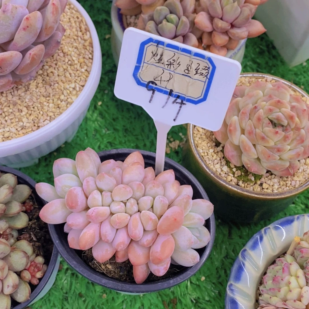 小***a开心多肉植物多肉