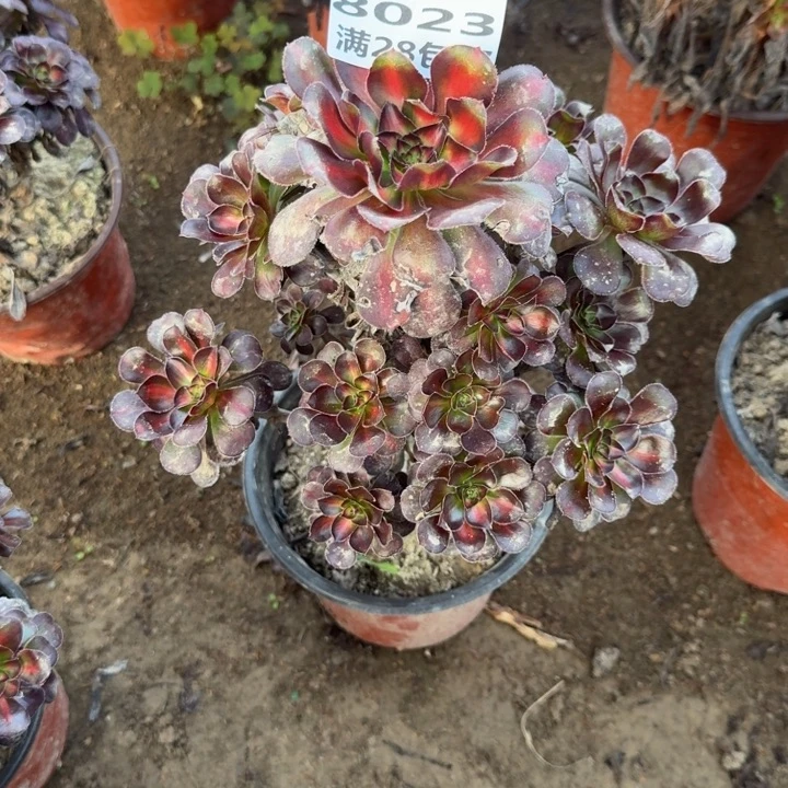 8023二号棚花蝴蝶中班D