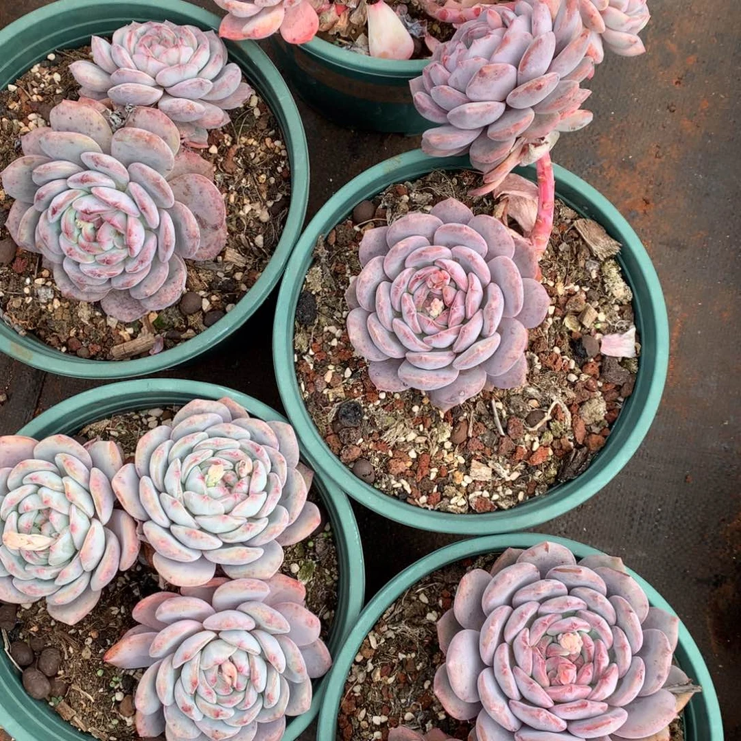 橙梦露橙梦露橙梦露