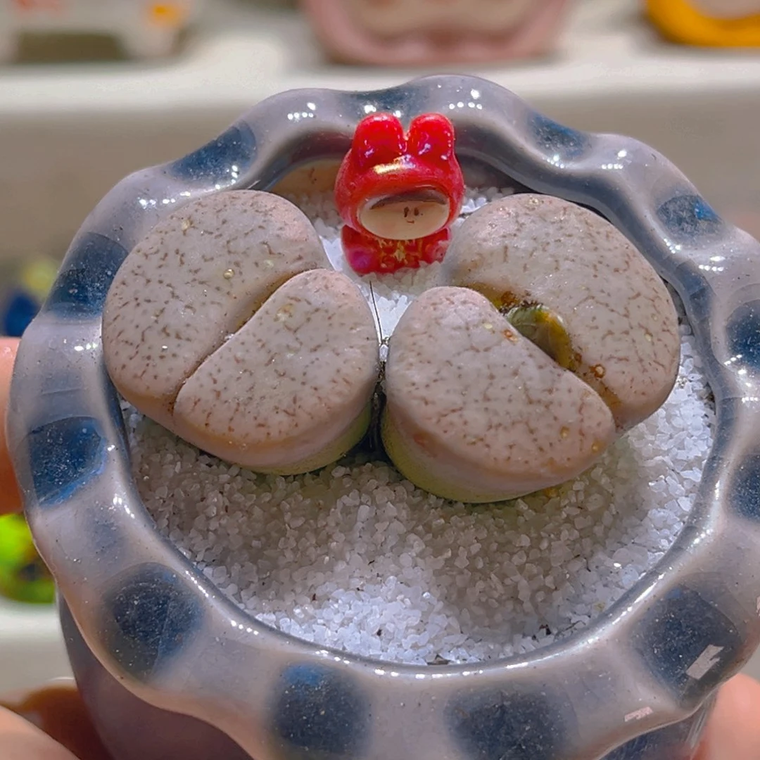 035高端多肉带盆带土