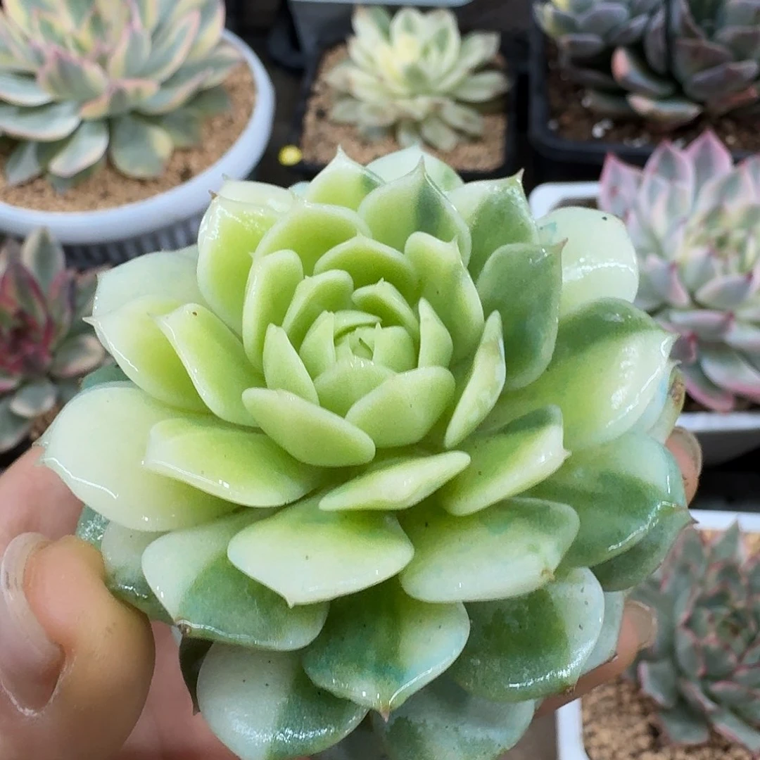 静夜花脸锦一物一拍