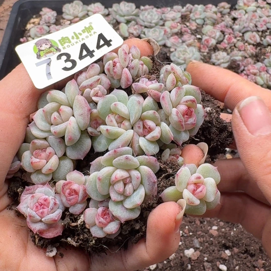 多肉植物多肉植物
