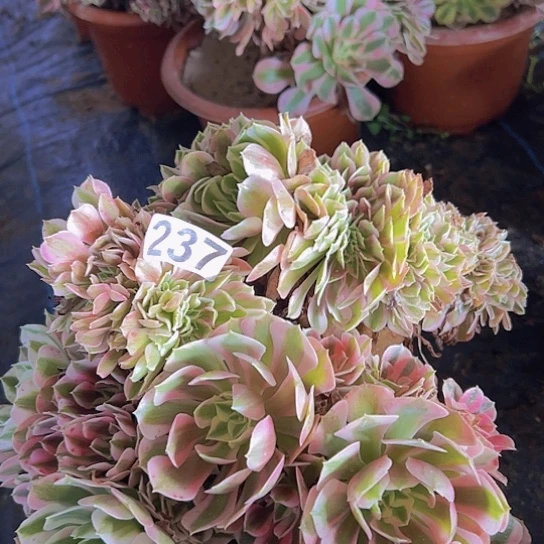 一***香多肉植物一个女巫