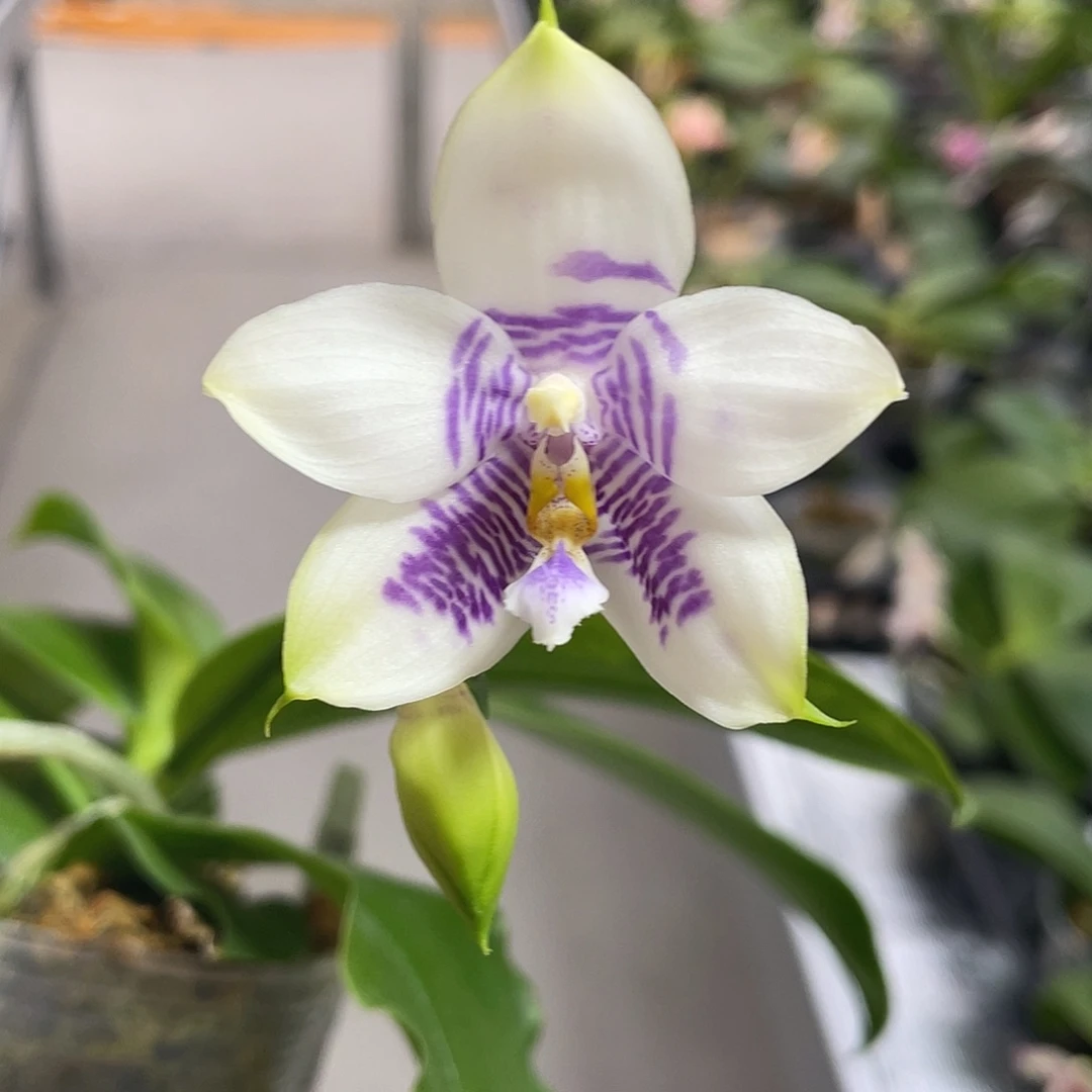 完全开放青花瓷纹 开花株 412号