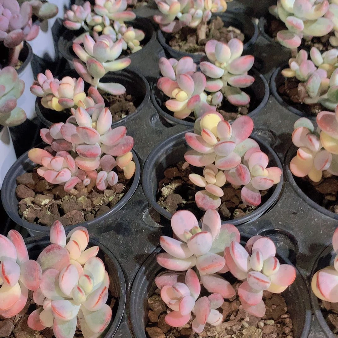 福娘锦245677899900000