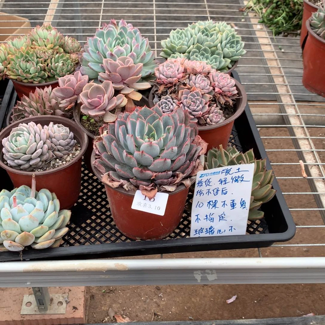 13箱一箱一箱一箱