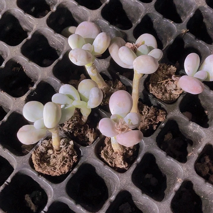 精品水光针奶酪六颗