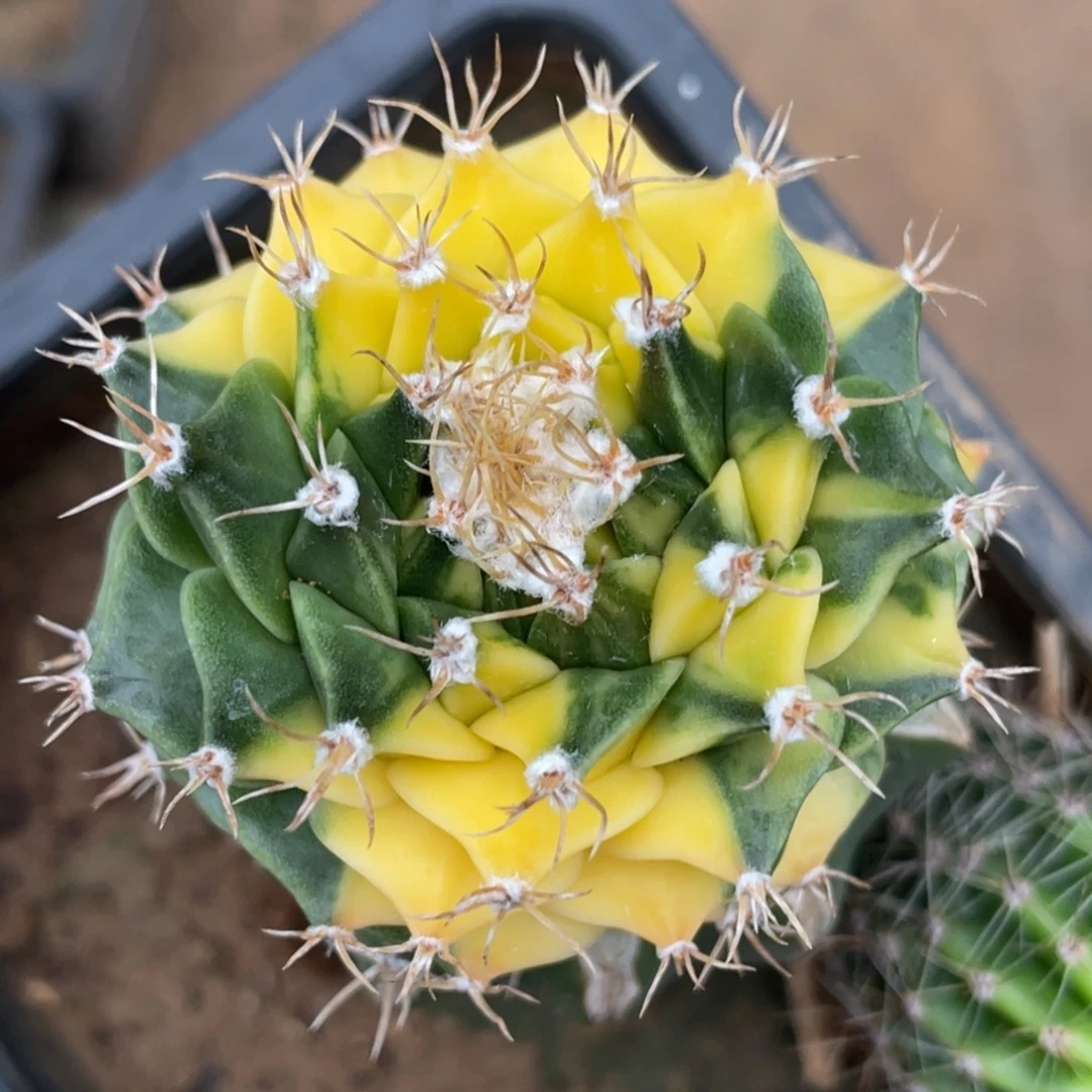 全部花朵苗接帝冠锦 仙人球