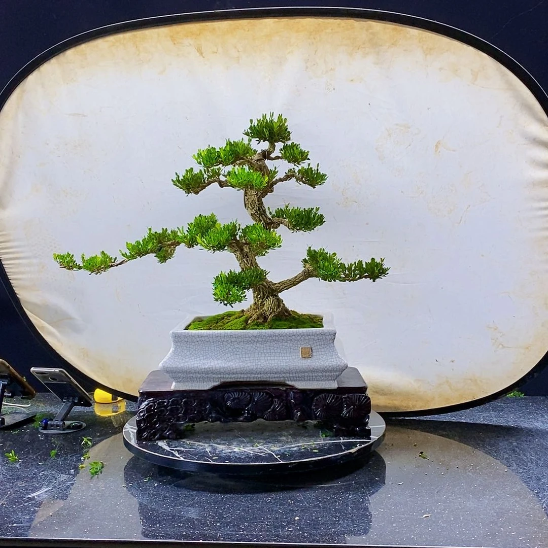 无花朵黄杨盆景造型