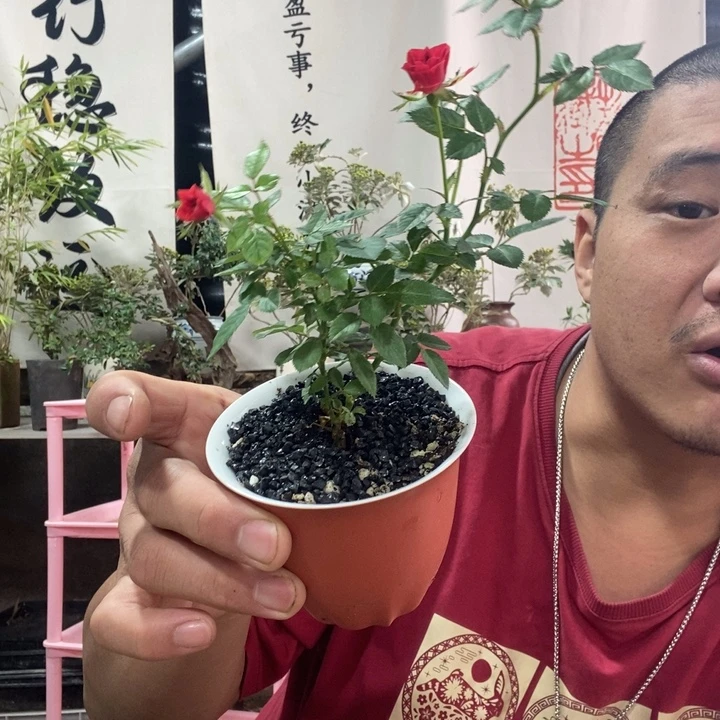 无花朵退款拉黑拉黑120