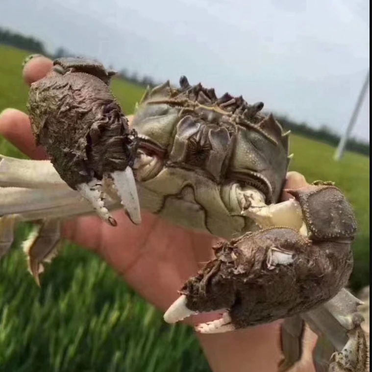 预售！【活蟹】江苏高淳河蟹公蟹保活3斤12-15只（单只2.5-2.3两）