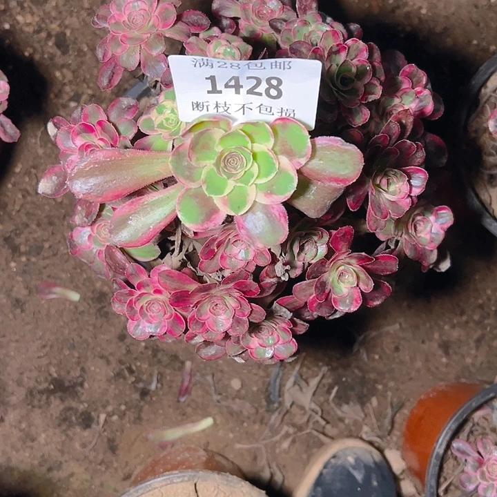 1428丽娜多肉植物保护