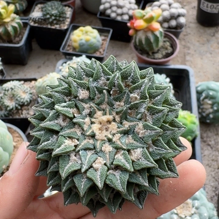 0731自根盾牌黑牡丹仙人球