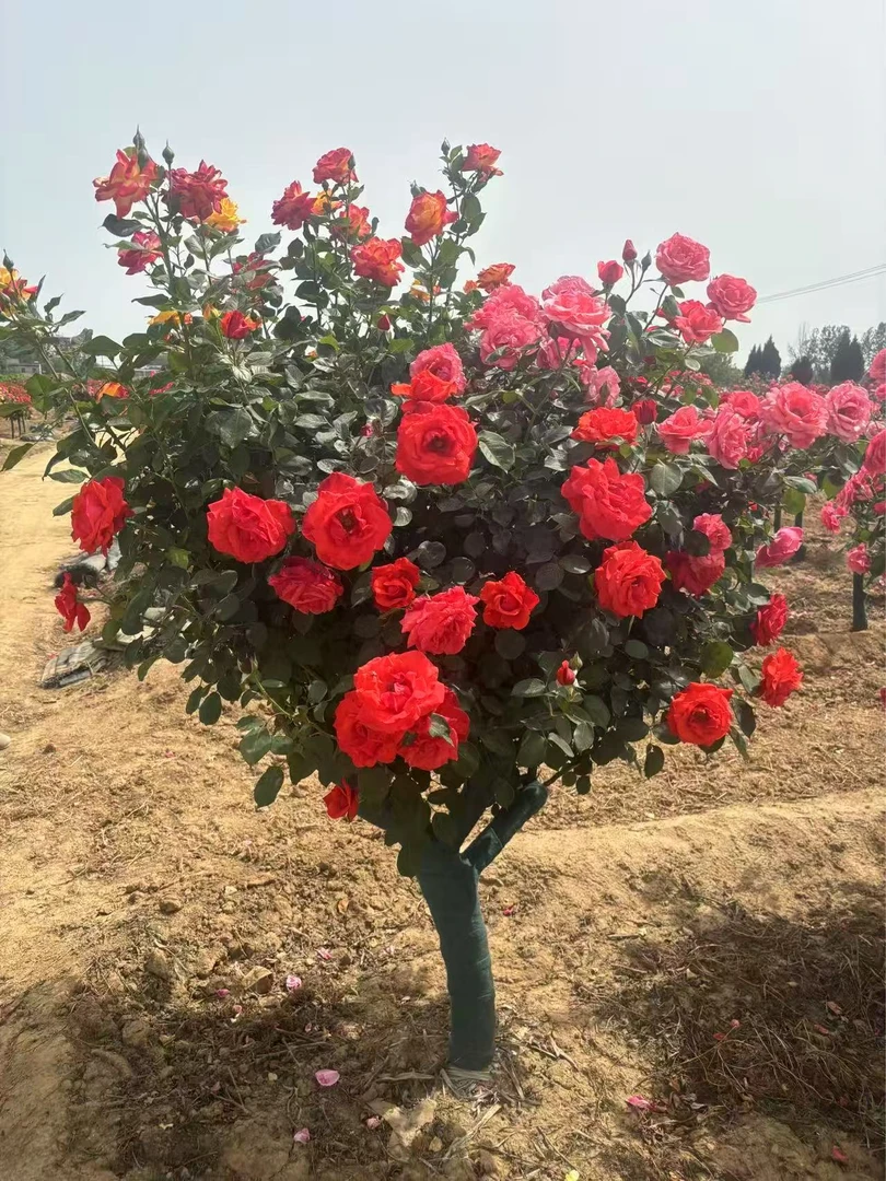 特大花四季开花树桩月季棒棒糖花苗带花苞适合植物庭院阳台栽种