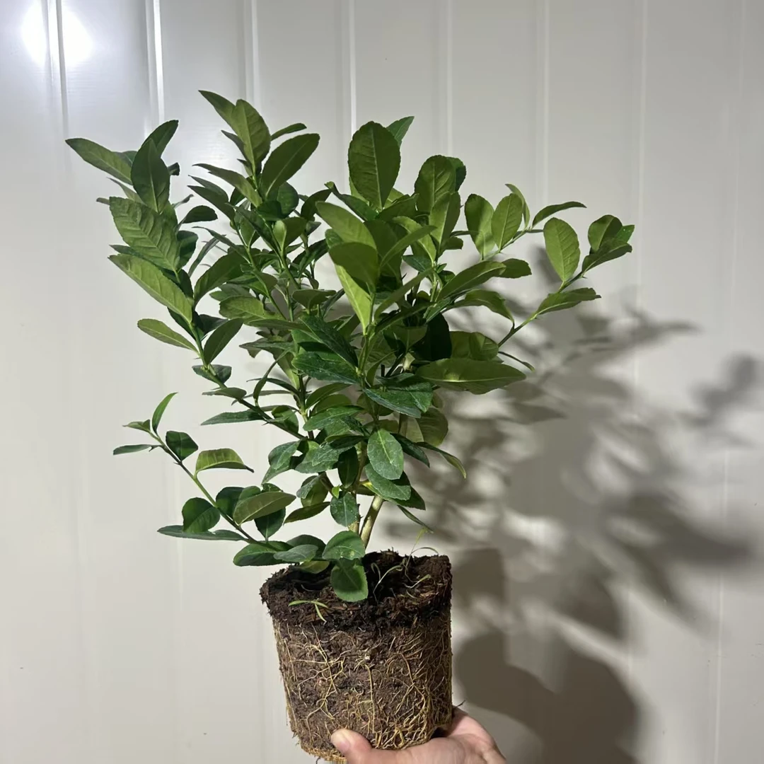 A级老桩香水柠檬清新空气驱蚊虫