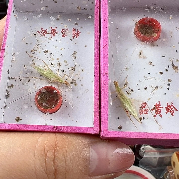 仅一天鸣虫2元开始包邮