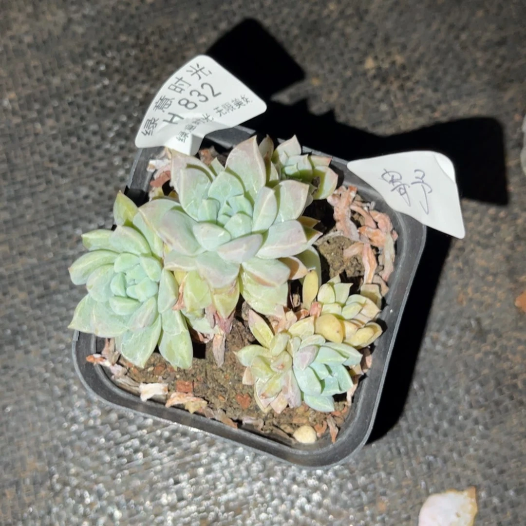 寄*832 带陶瓷盆发货 满28包邮