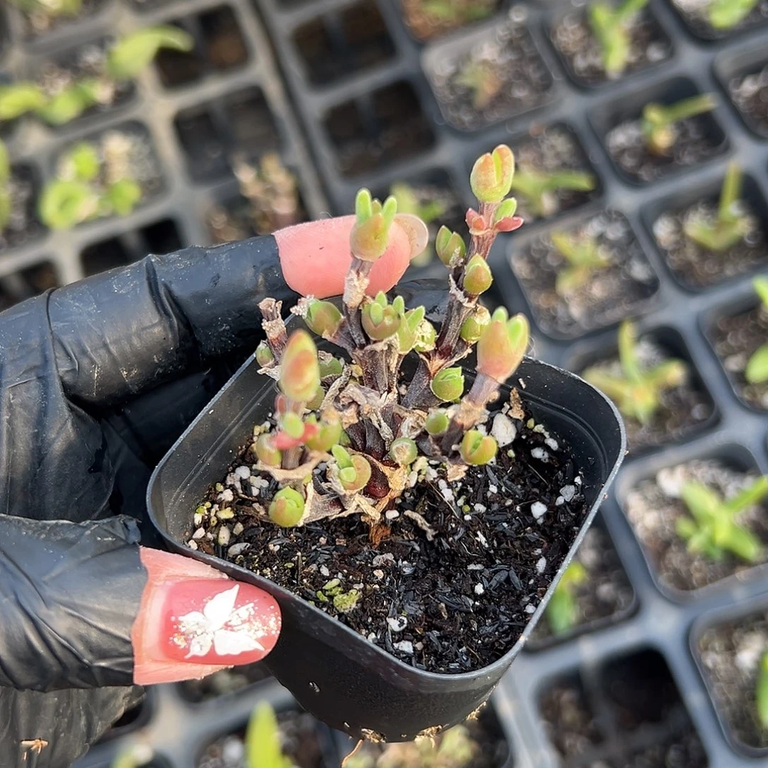 多肉植物短兔儿枝干
