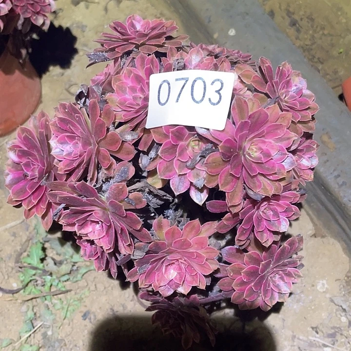 多肉植物法师703黑铜白