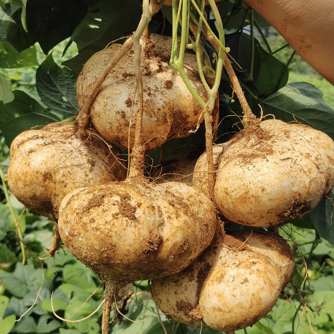 【果地直发】正宗贵州安顺高山土地萝卜水果（地瓜、凉薯）自产自销