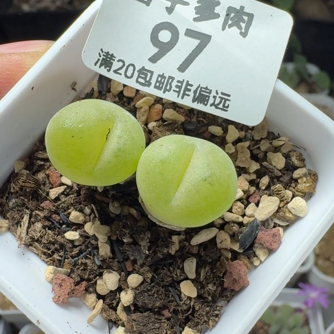 空卡带盆土。