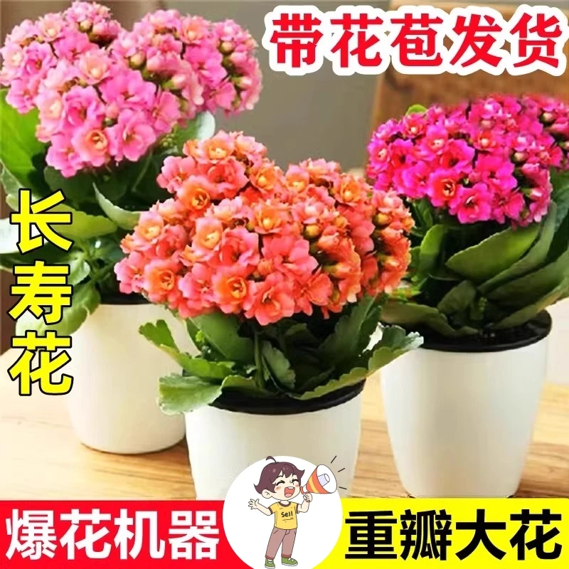 重瓣金狐狸长寿花大花盆栽带花苞四季常开室内花卉绿植易活好养