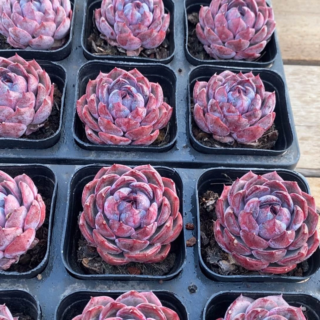 82。蓝莓。福利多多