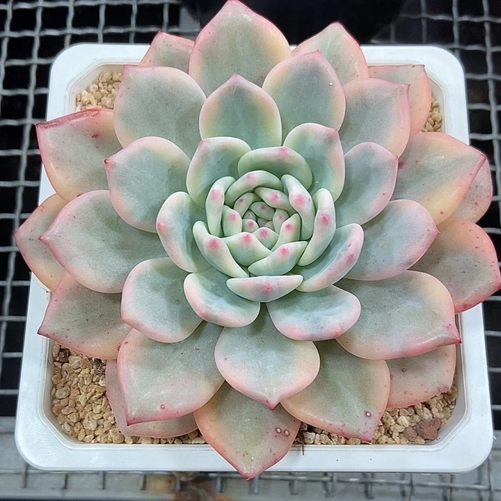 艾丽儿锦多肉植物