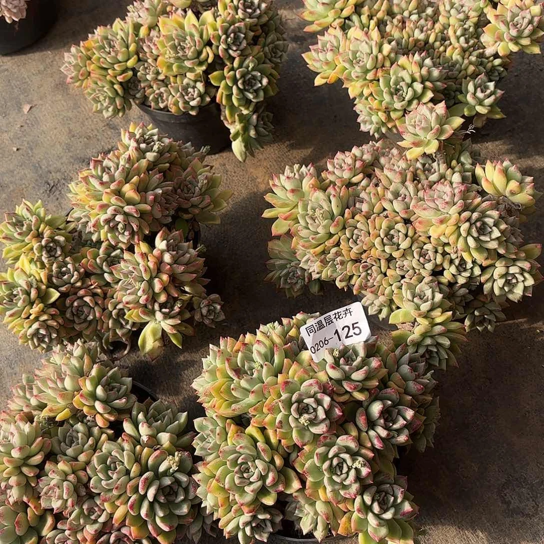 同温层多肉璀璨125量拍