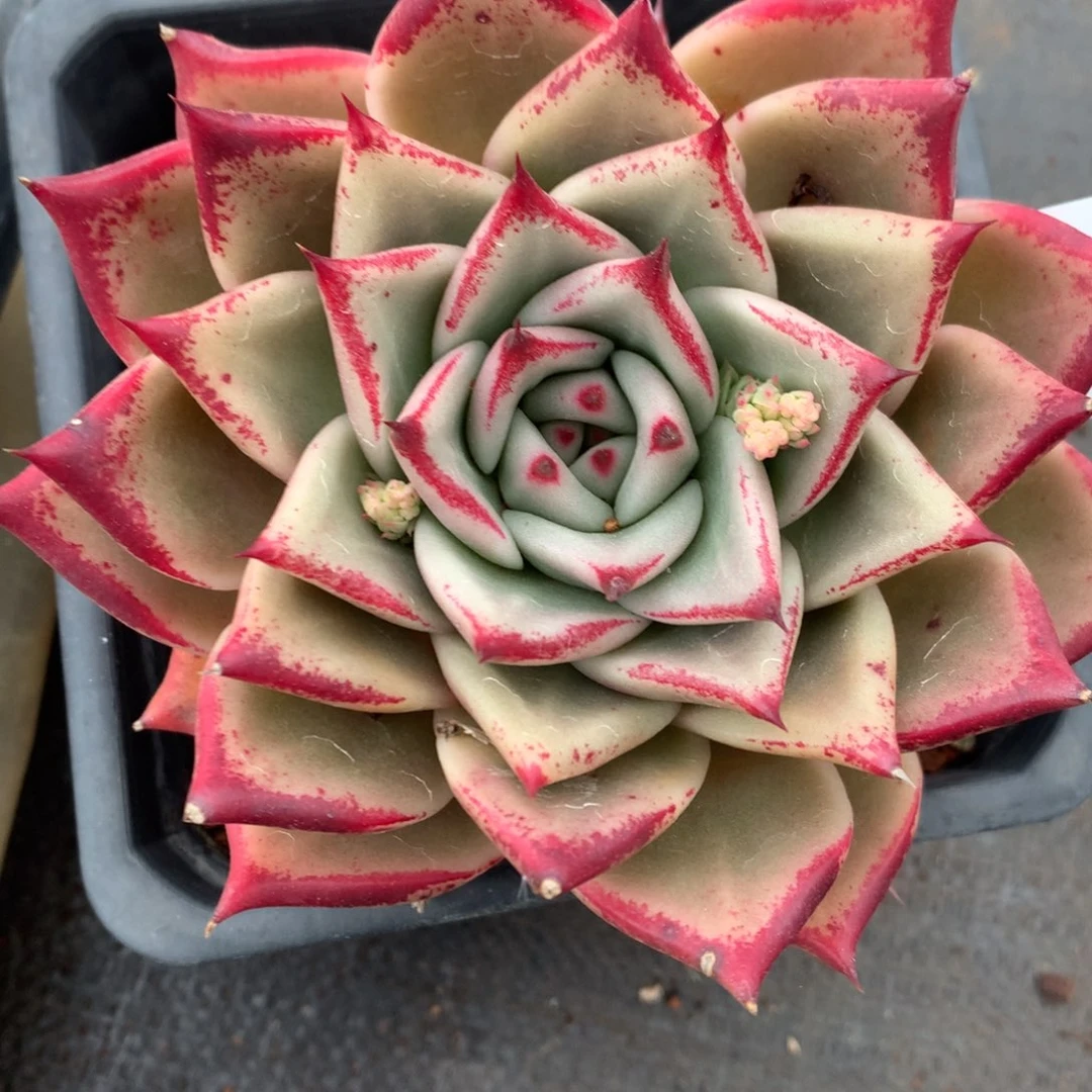 5716杂交多肉植物