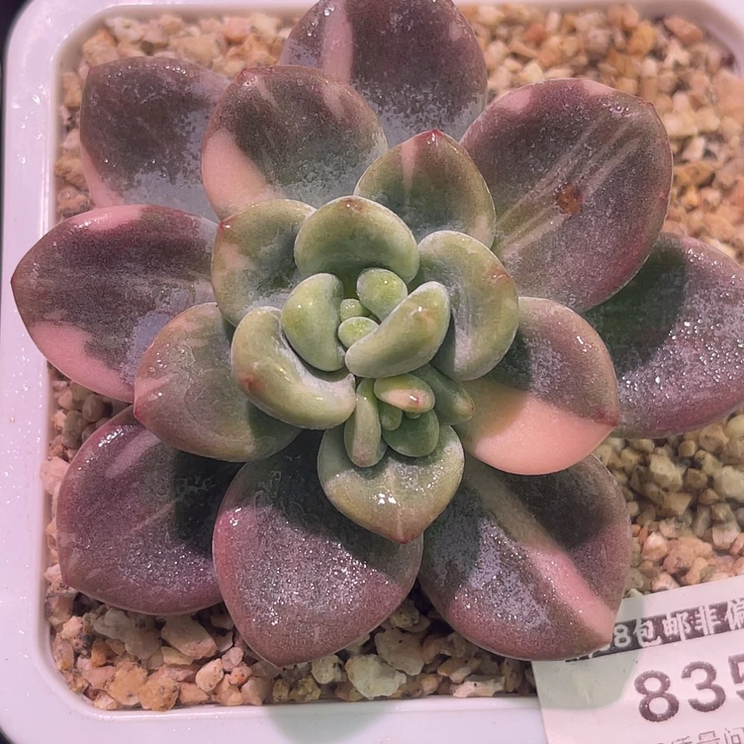 尚品园艺福利锦8357