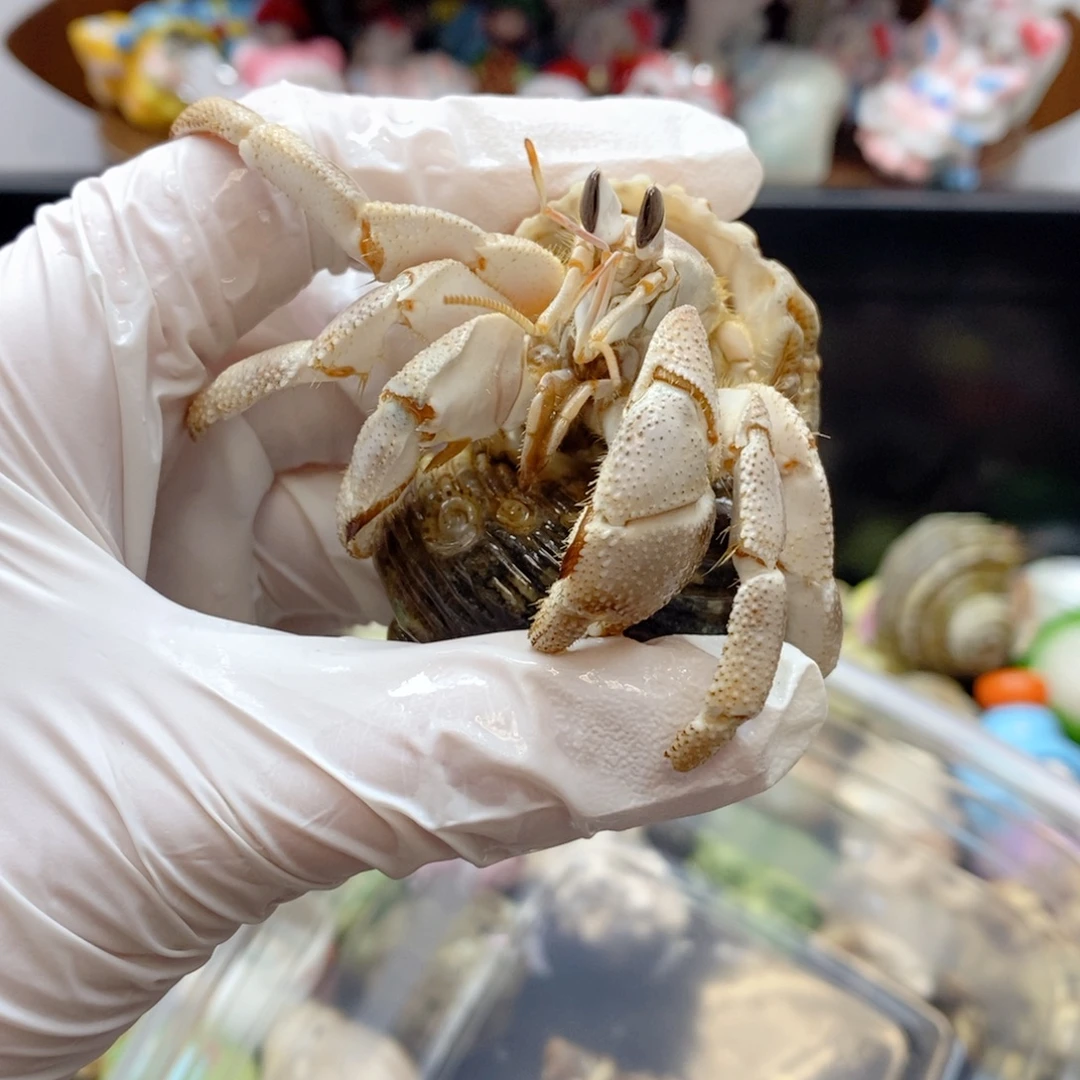 七***哩七哩宝宝专拍红海2.6