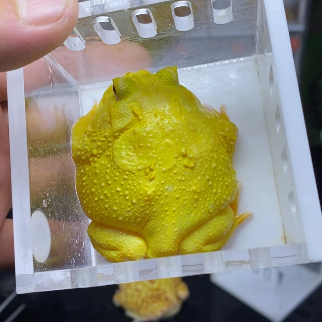 角蛙蛋黄加盒加热垫