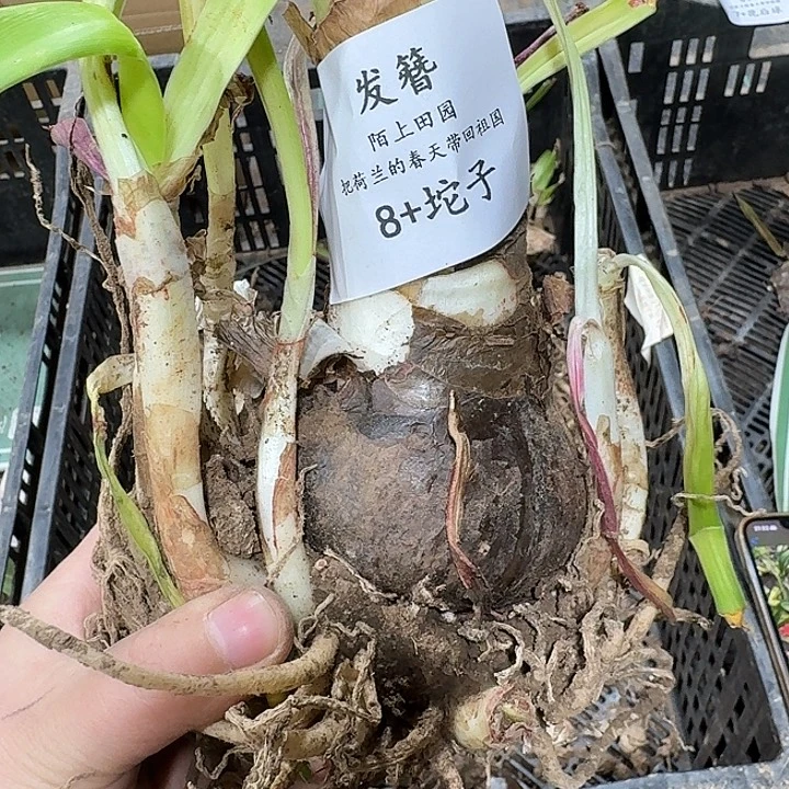 朱顶红发簪8厘米坨子