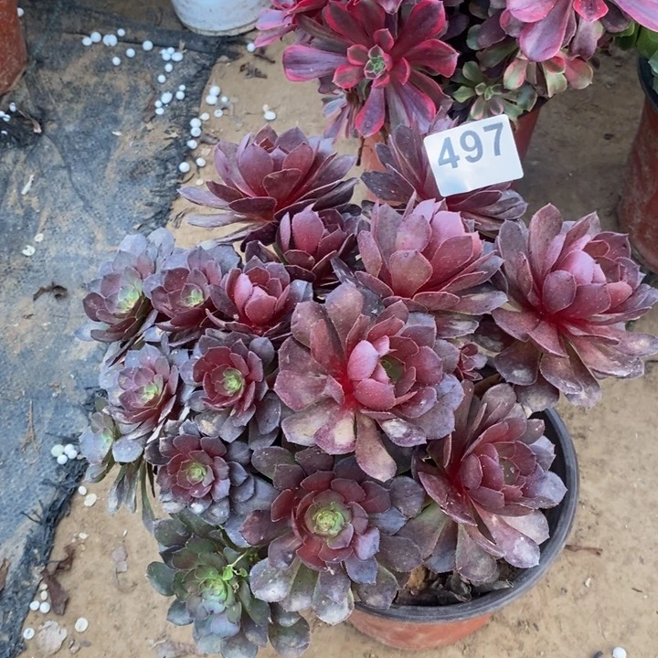 497赤炎链绣球多肉