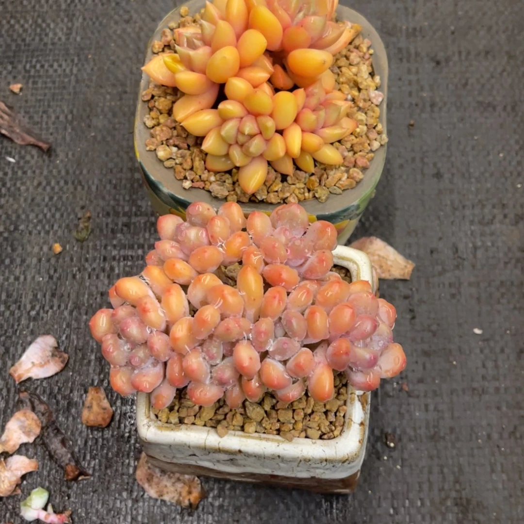 ****苗686868686886688668