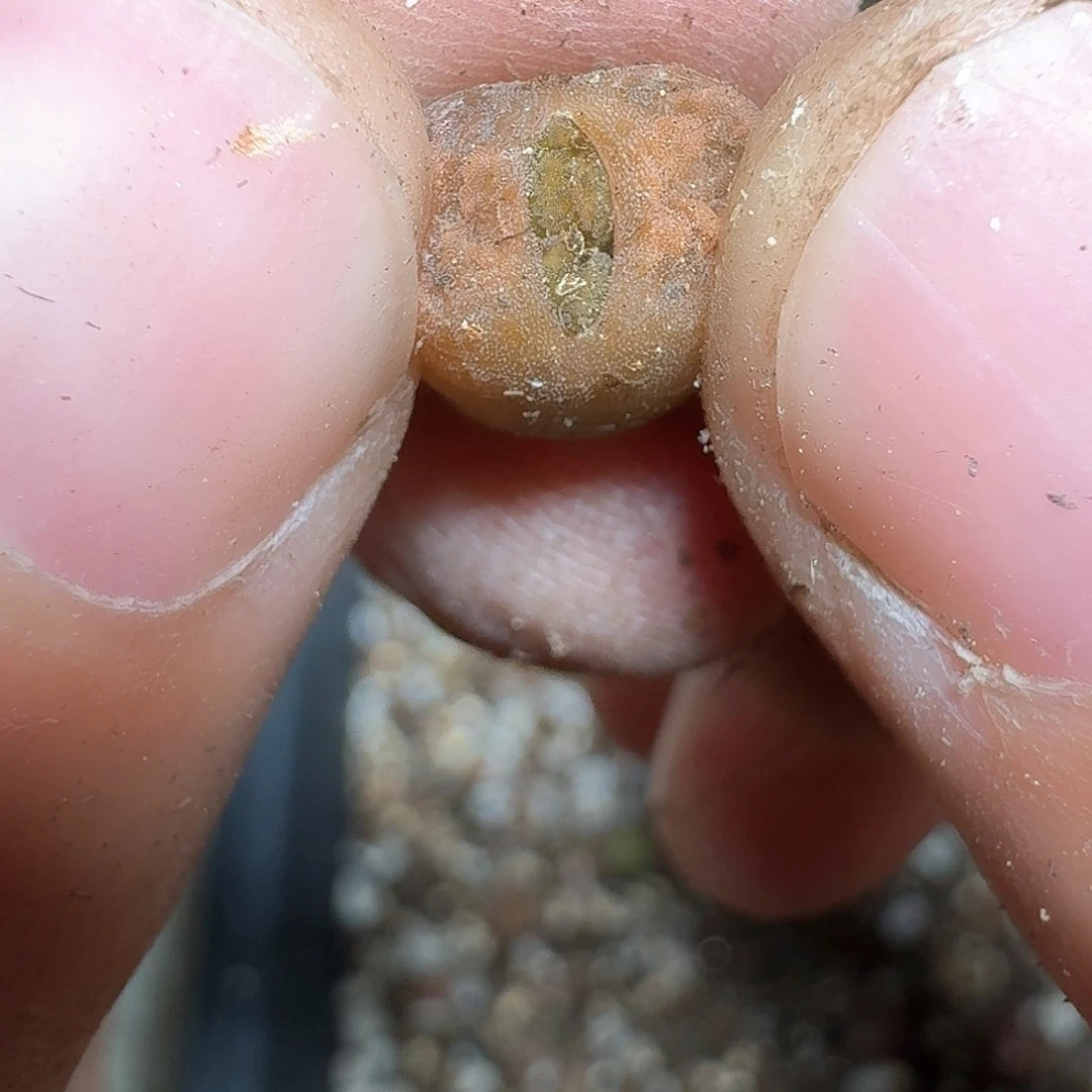 1颗一组量拍多肉植物超蛋