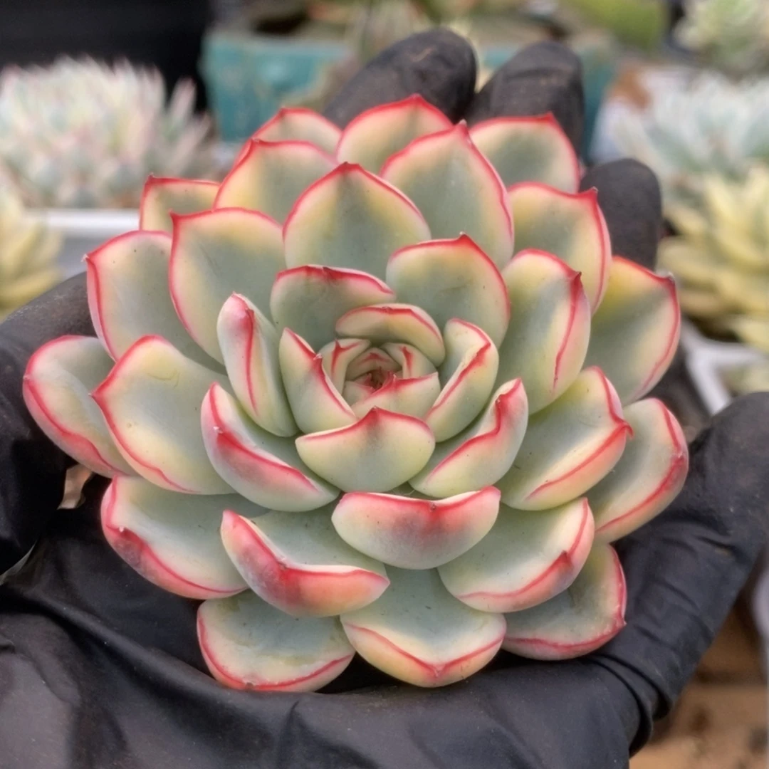 378荷花头盖锦锦锦锦