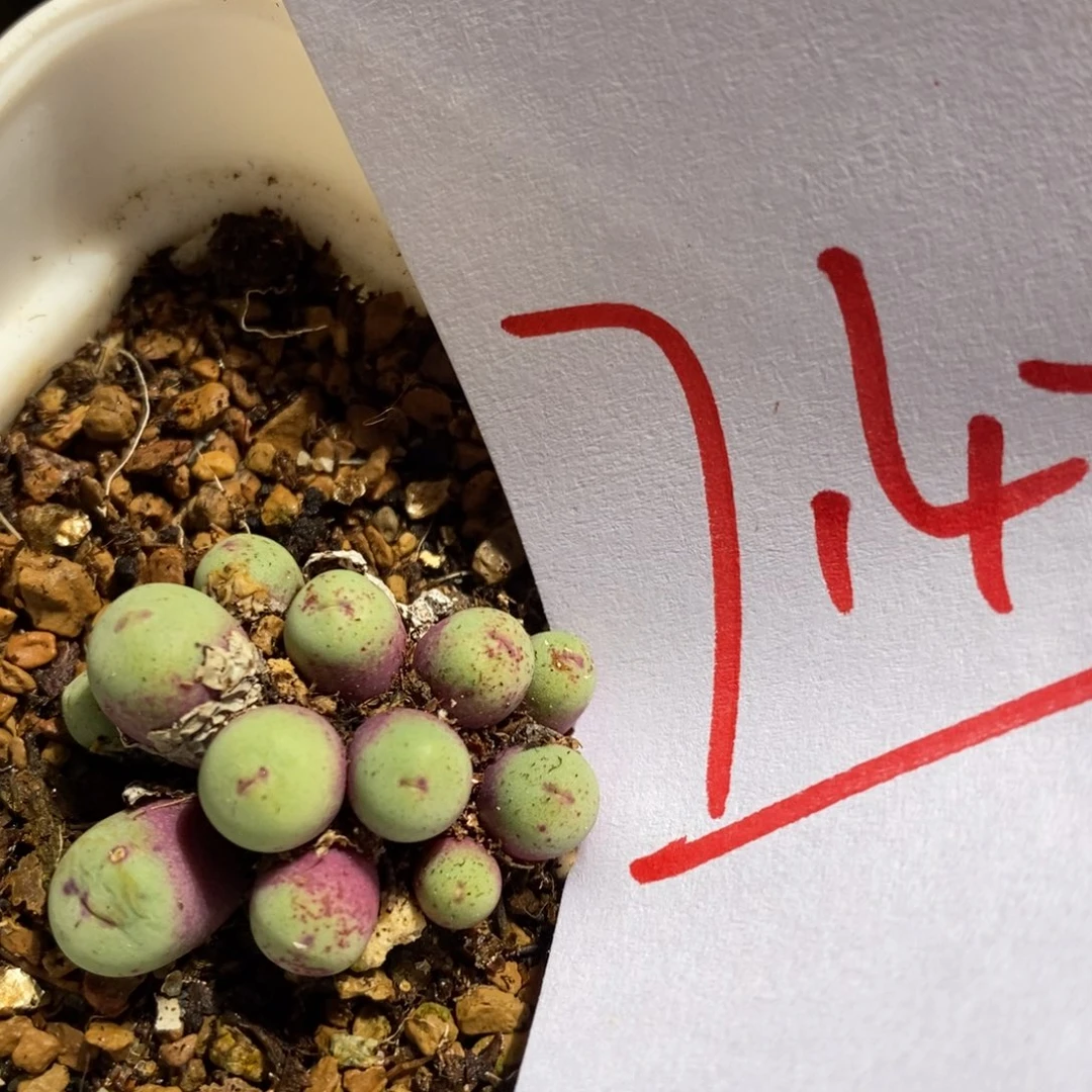 7142一个一个一个