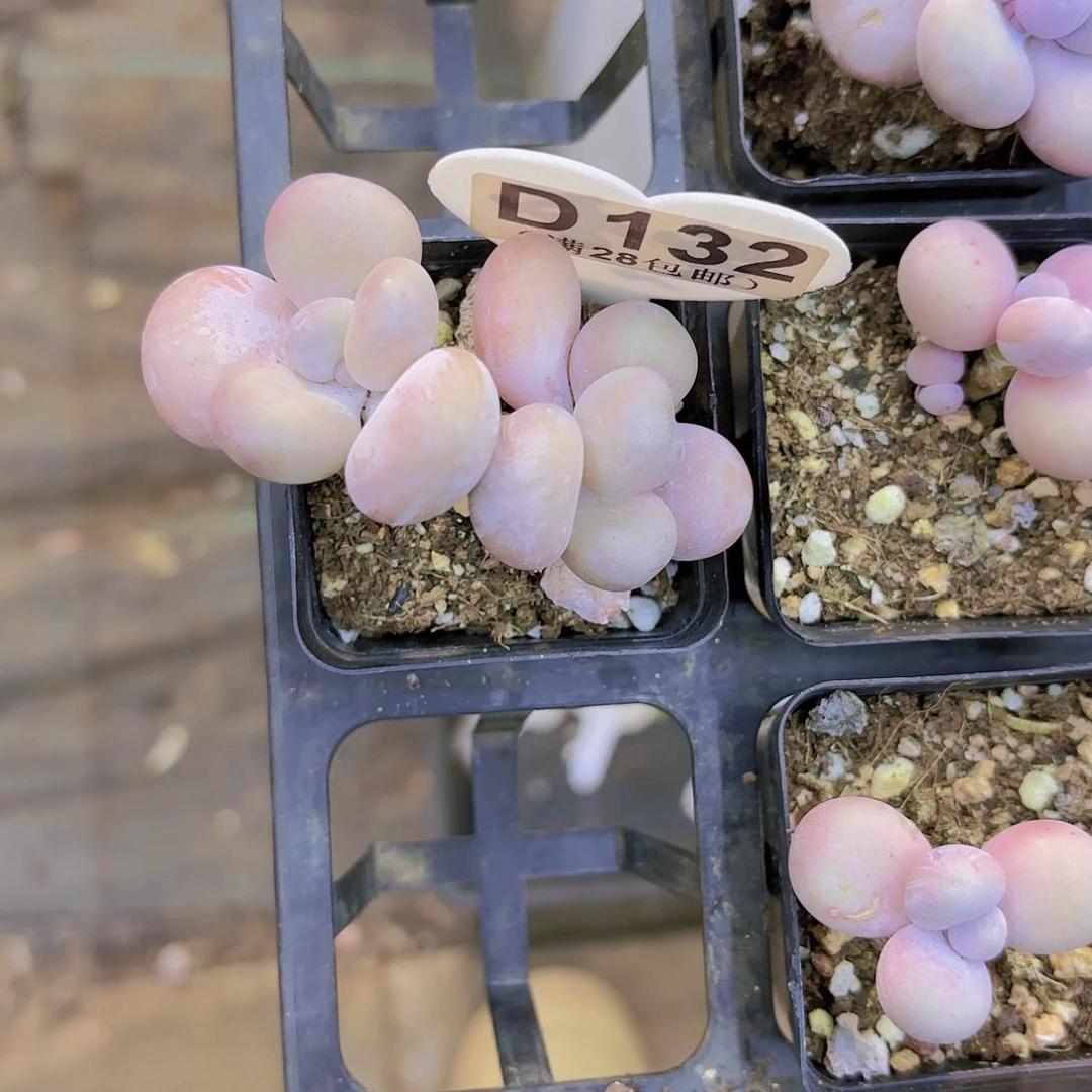 D132日系蛋黄一物一拍