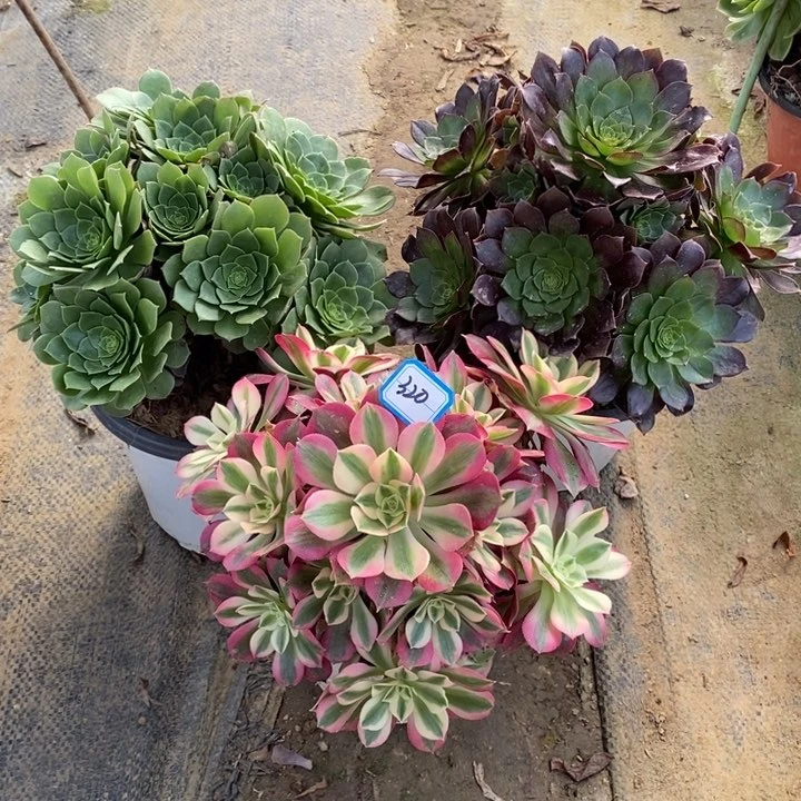 320圣罗兰，赤艳莲，粉女巫多肉