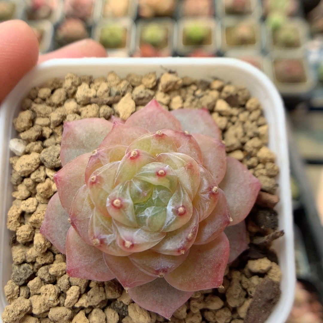 C88 ，柿子多肉20包邮两天凑单，偏远地区不发货