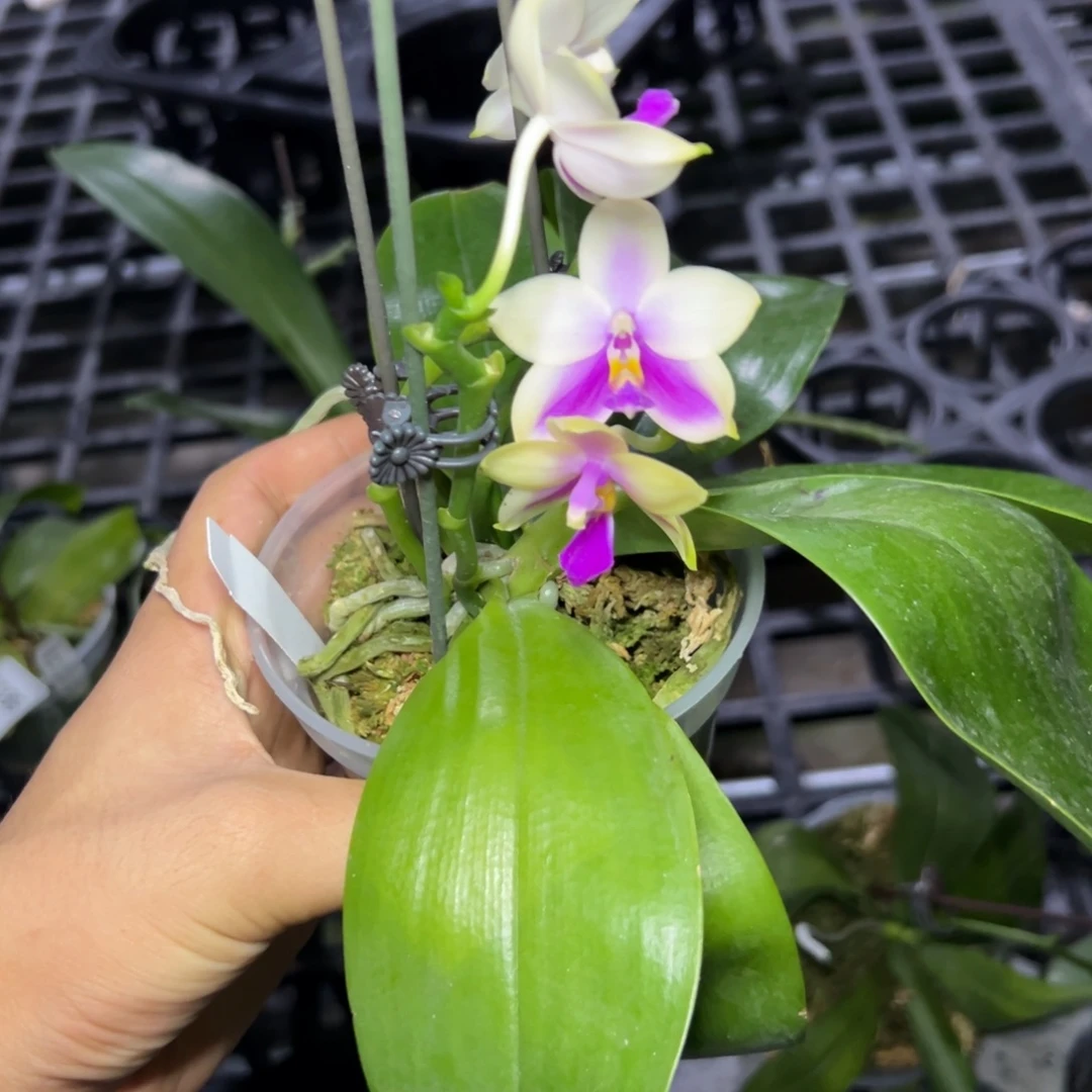 完全开放l6089瑕疵三寸ys1135