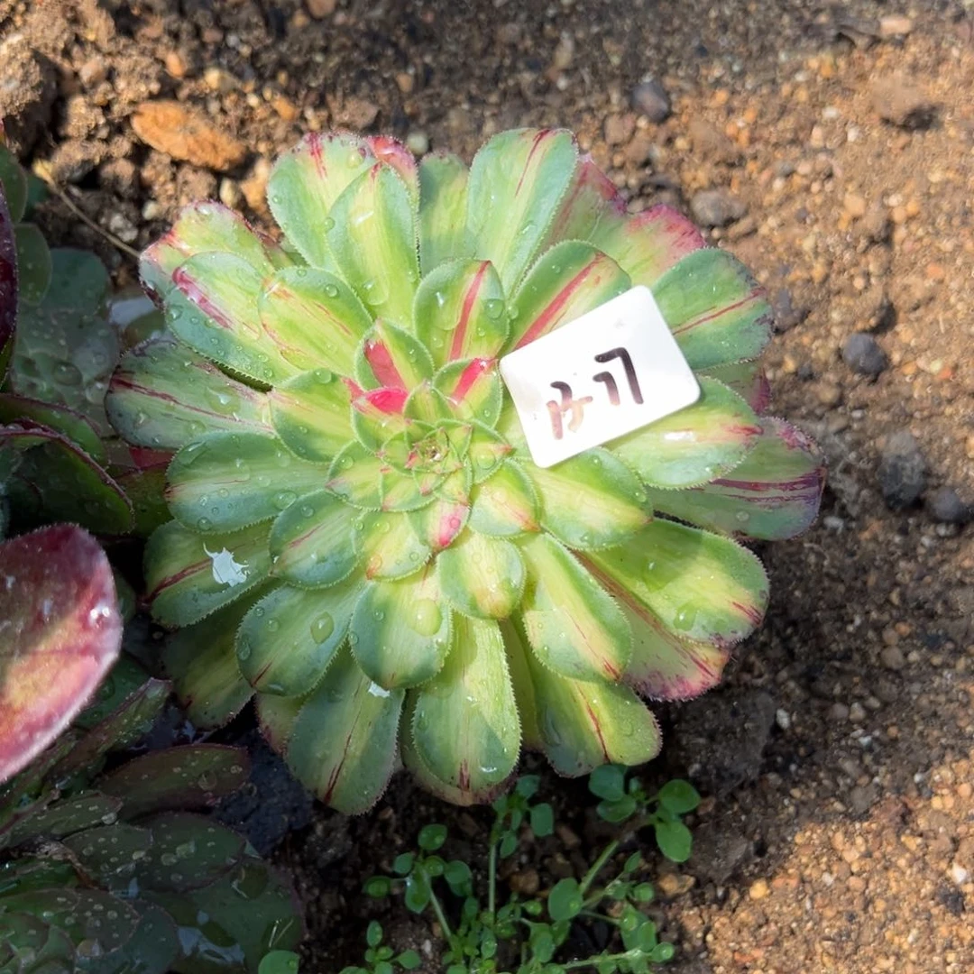 77知否多肉多肉多肉