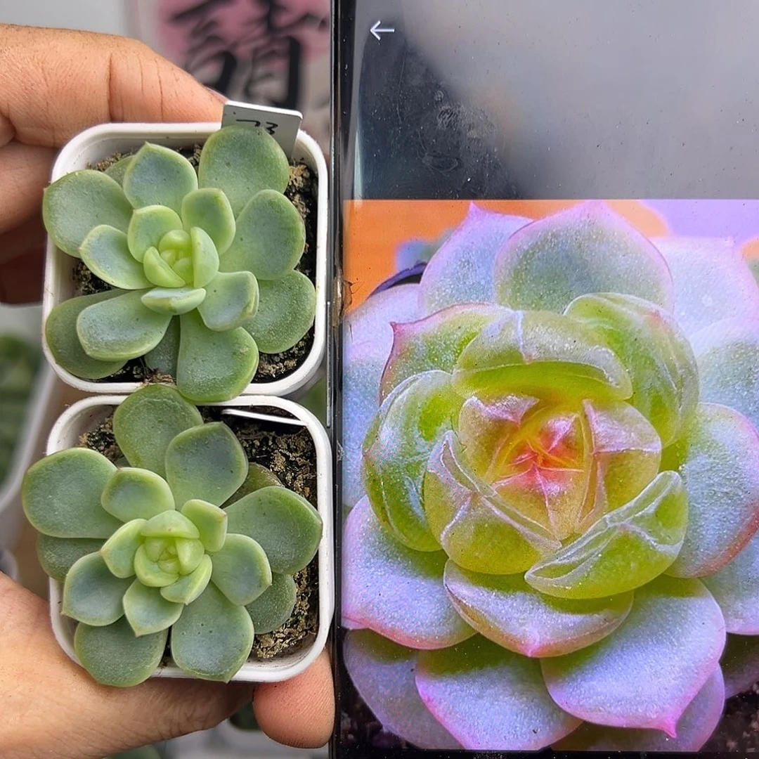 P73甜心随机发一个啊