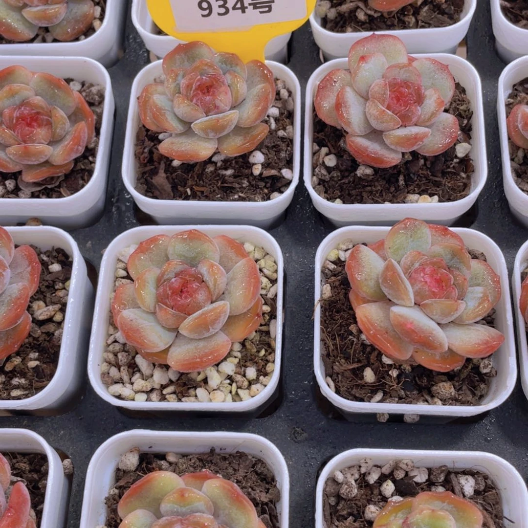 934号 全状态红色恋人单头一个