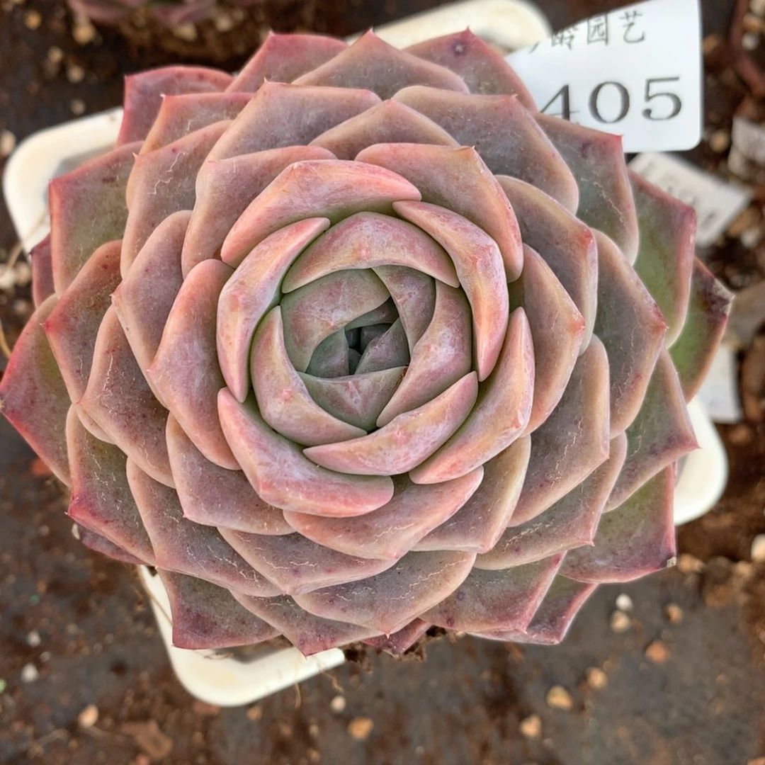 4405杂交多肉植物