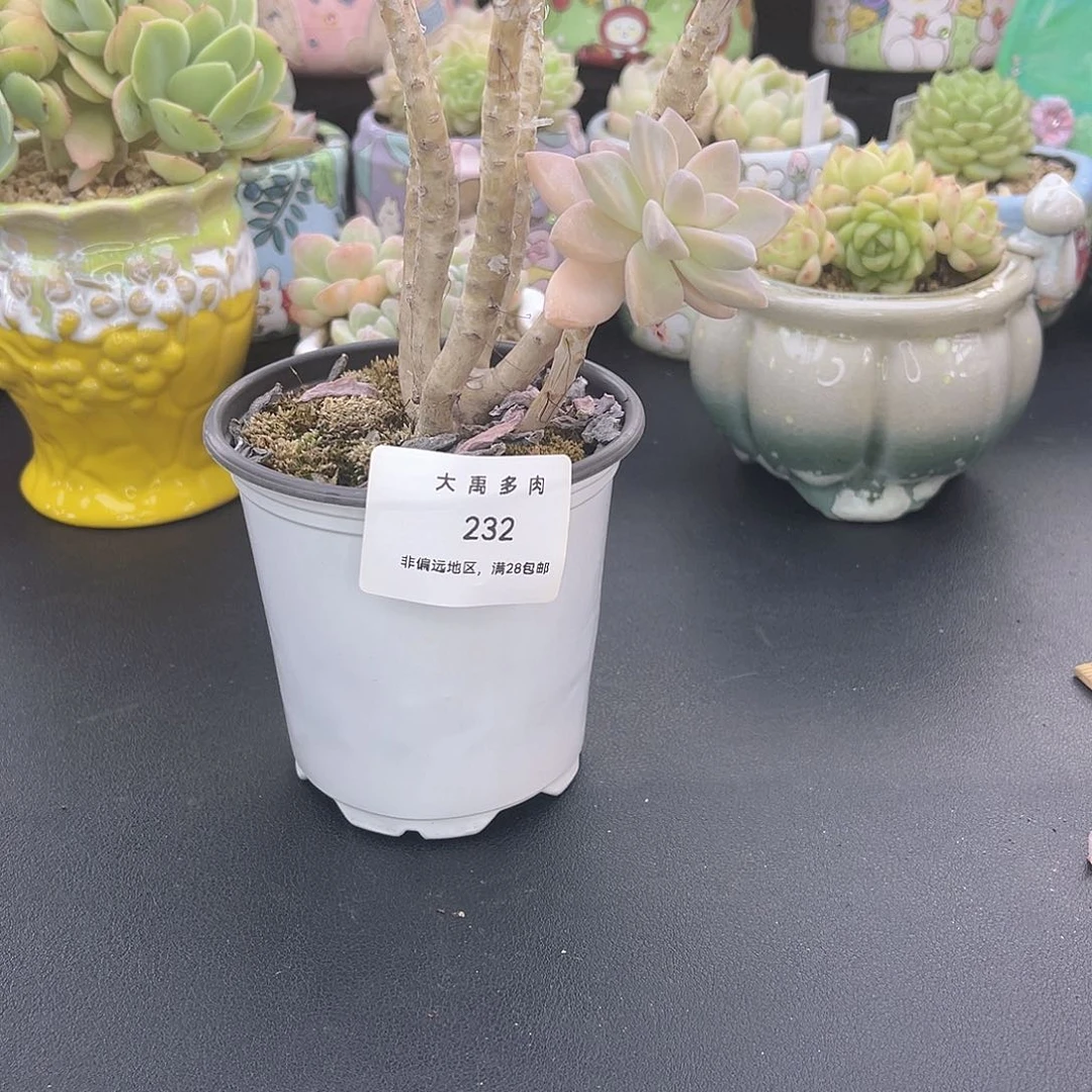大禹多肉，232淡雪