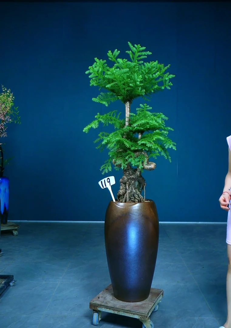 不老松盆景老桩造型植物室内客厅办公室绿植南洋杉澳洲杉盆栽耐旱