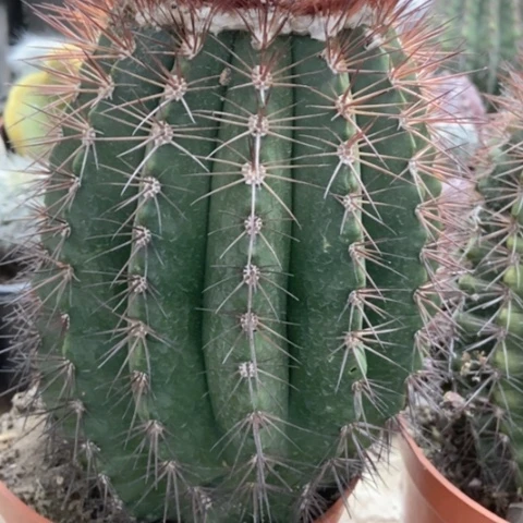 黄金云仙人球35米仙人球